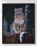 Cuadro de Leopardo de las Nieves