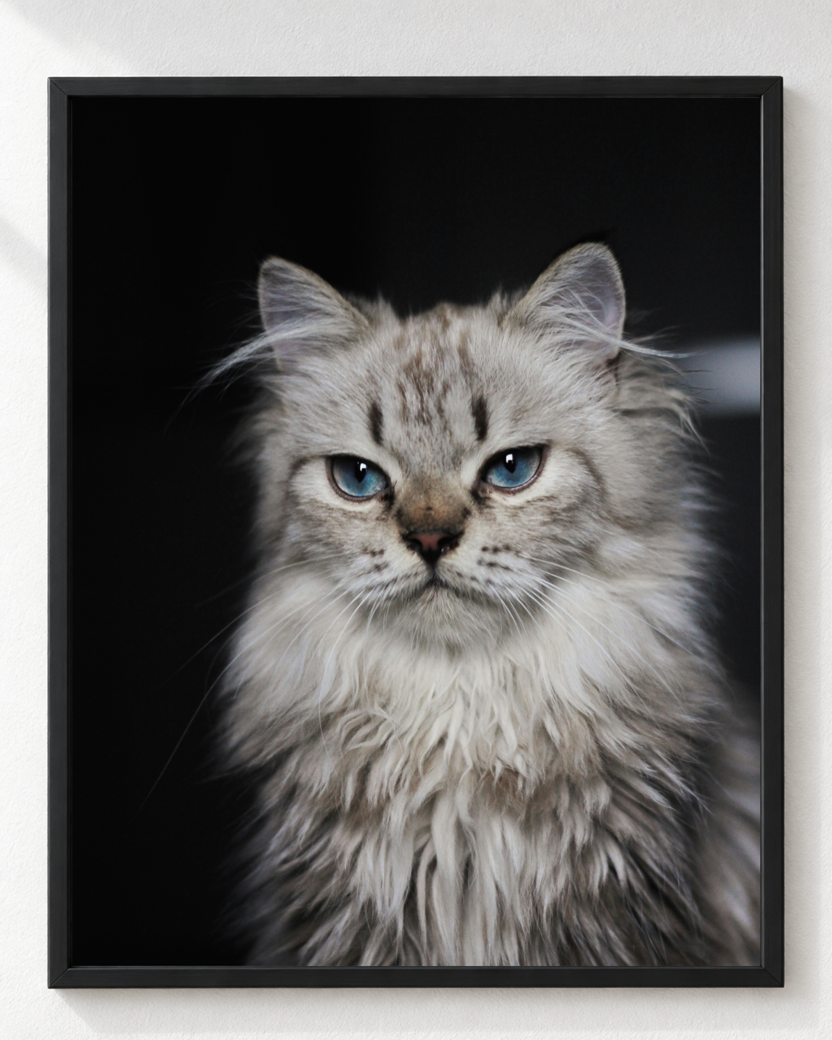 Cuadro de Gato de Pelo Largo