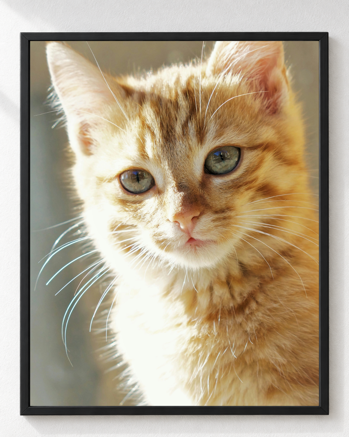 Cuadro de Gatito Naranja