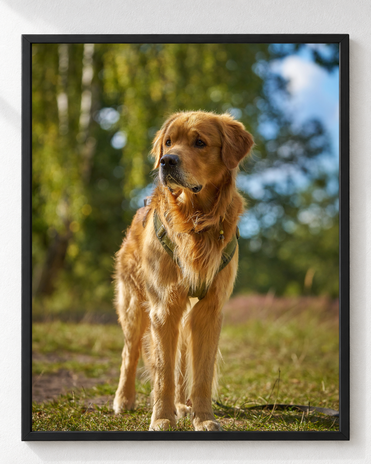 Cuadro de Perro Golden Retriever