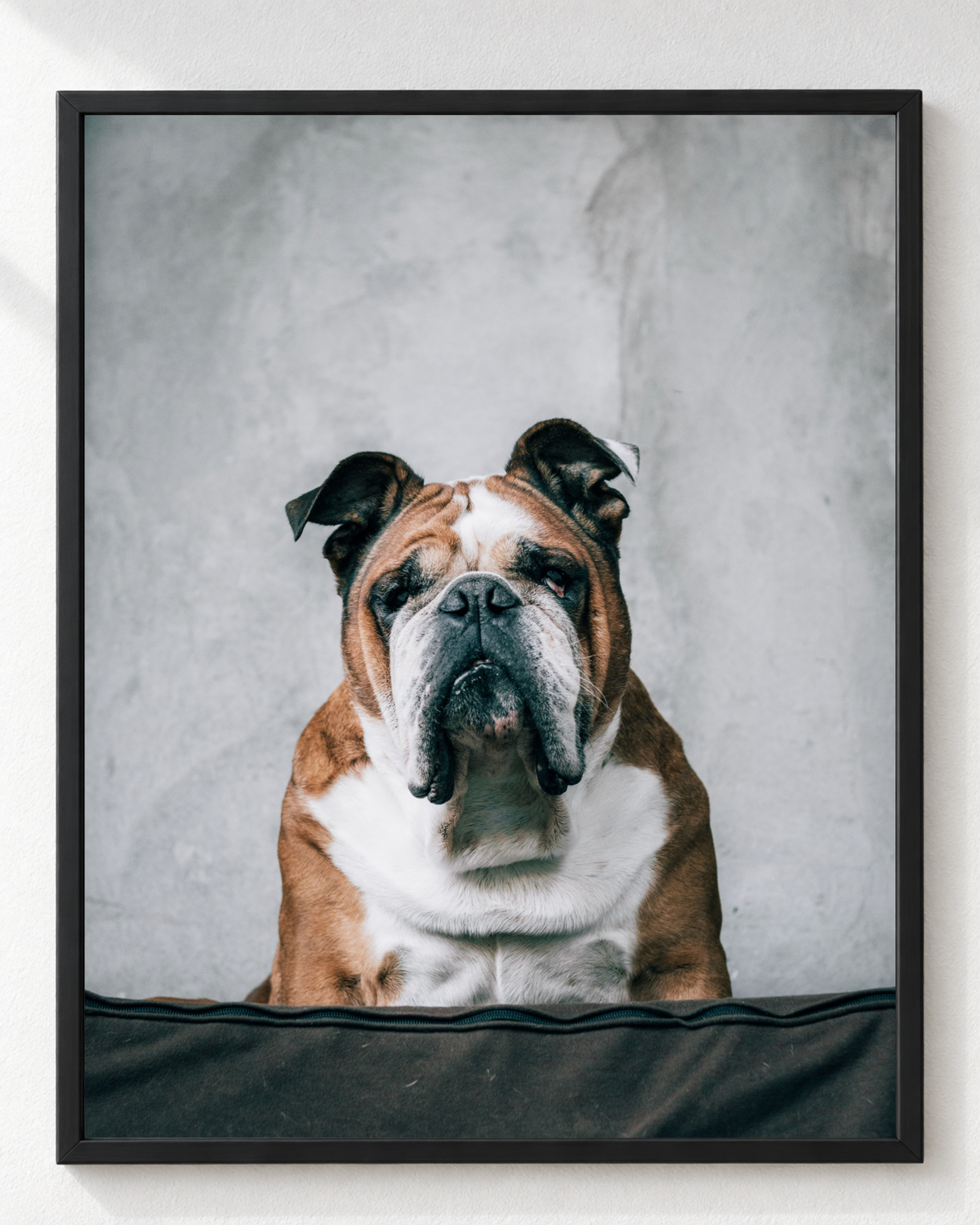 Cuadro de Perro Bulldog Inglés