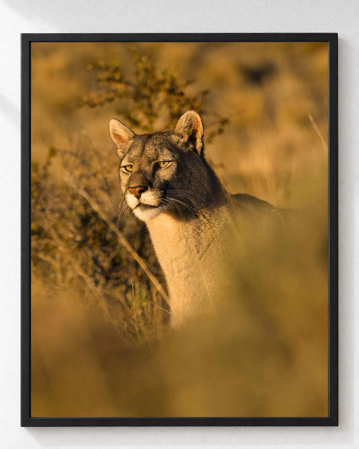 Cuadro de Puma