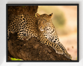 Cuadro de Leopardo