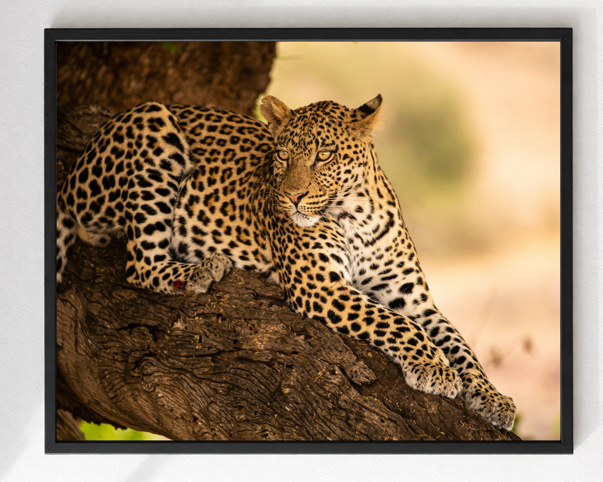 Cuadro de Leopardo