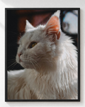 Cuadro de Gato Angora Turco