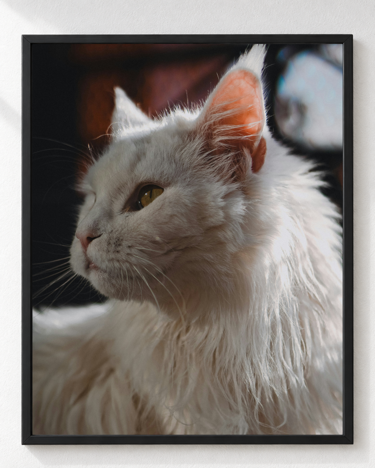 Cuadro de Gato Angora Turco