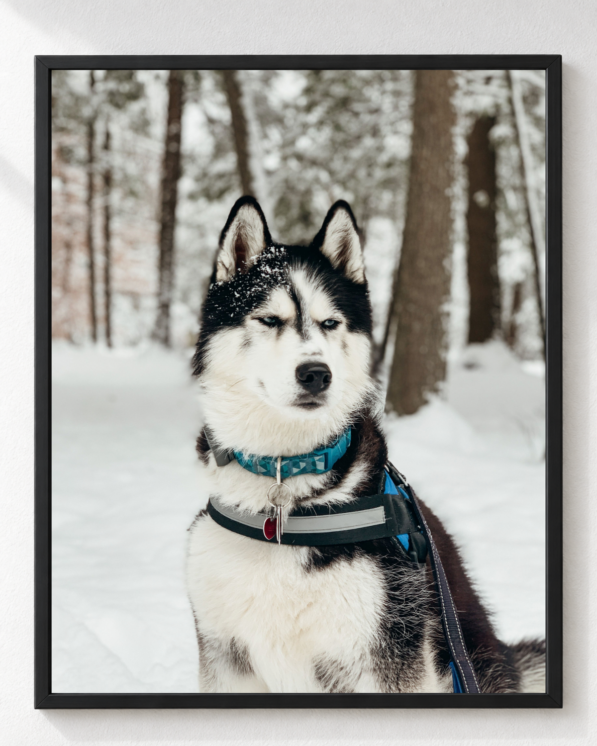 Cuadro de Perro Husky Siberiano