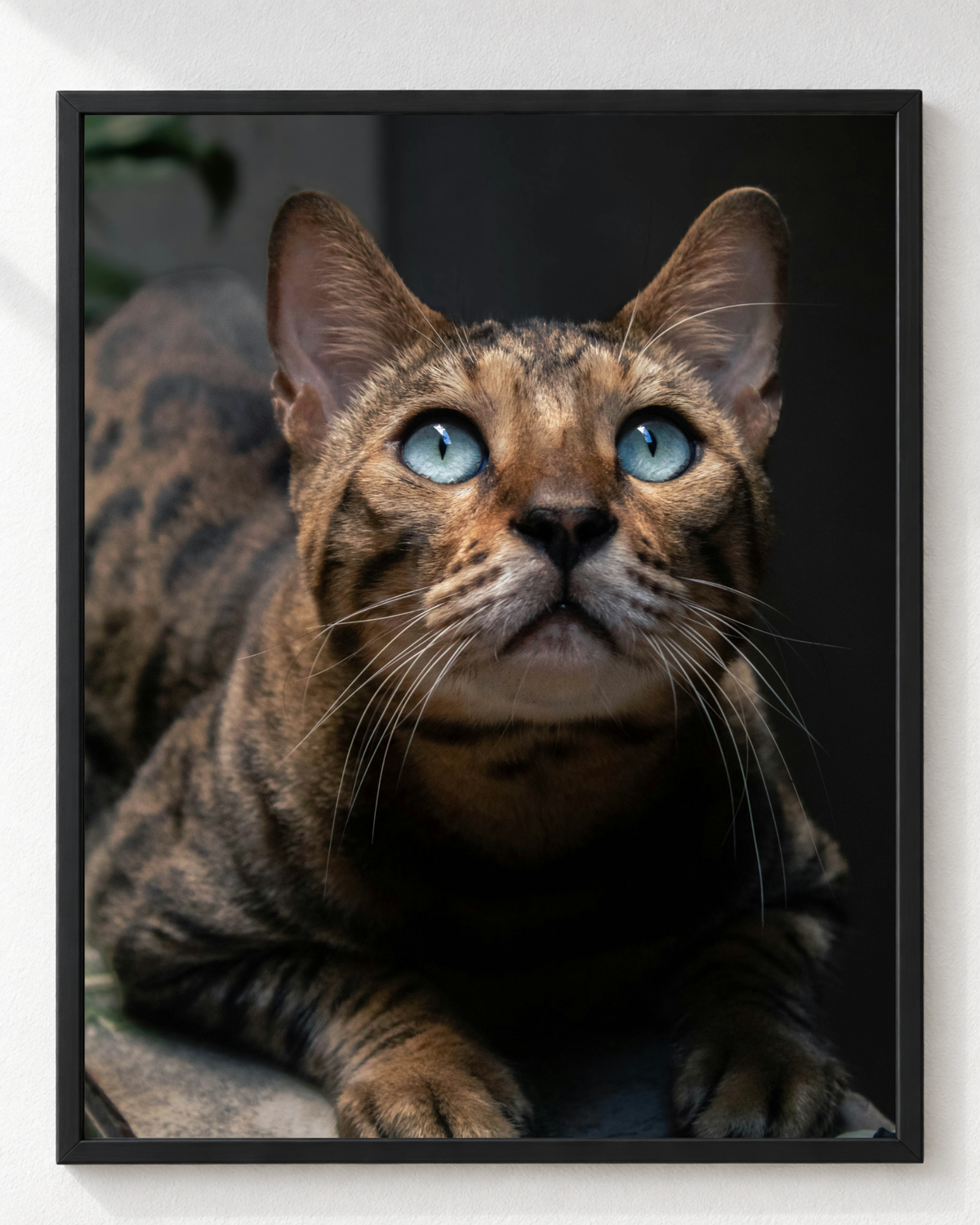 Cuadro de Gato Bengalí