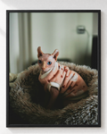 Cuadro de Gatito Sphynx