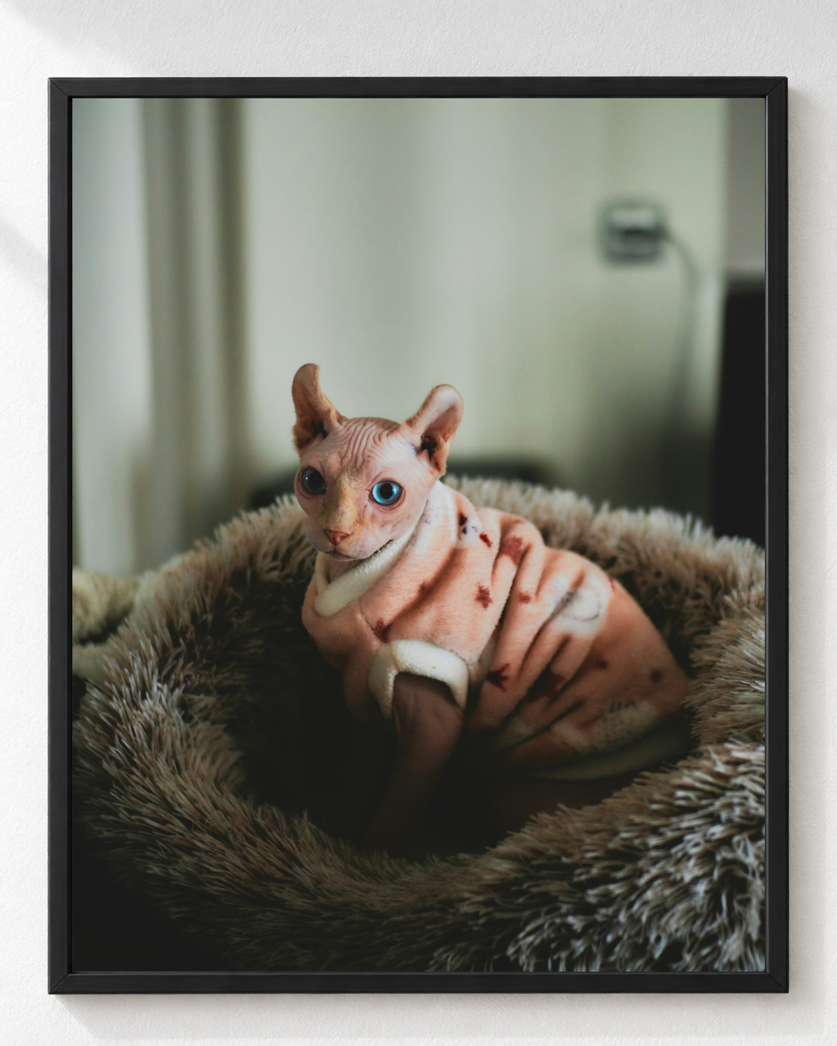 Cuadro de Gatito Sphynx