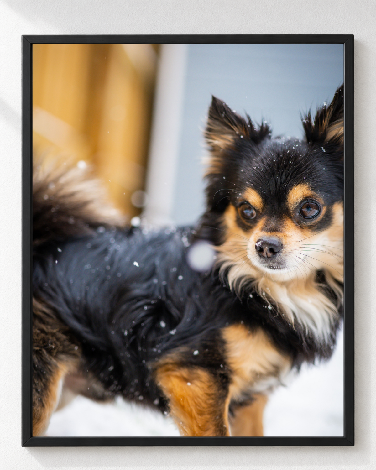 Cuadro de Perro Chihuahua de Pelo Largo