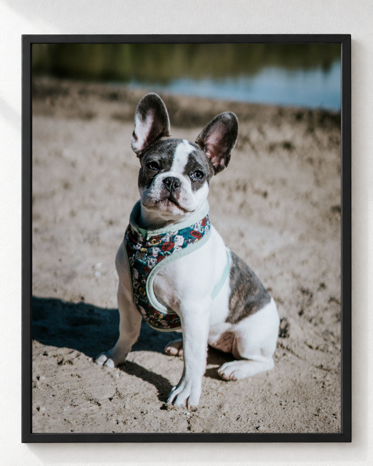 Cuadro de Cachorro Bulldog Francés