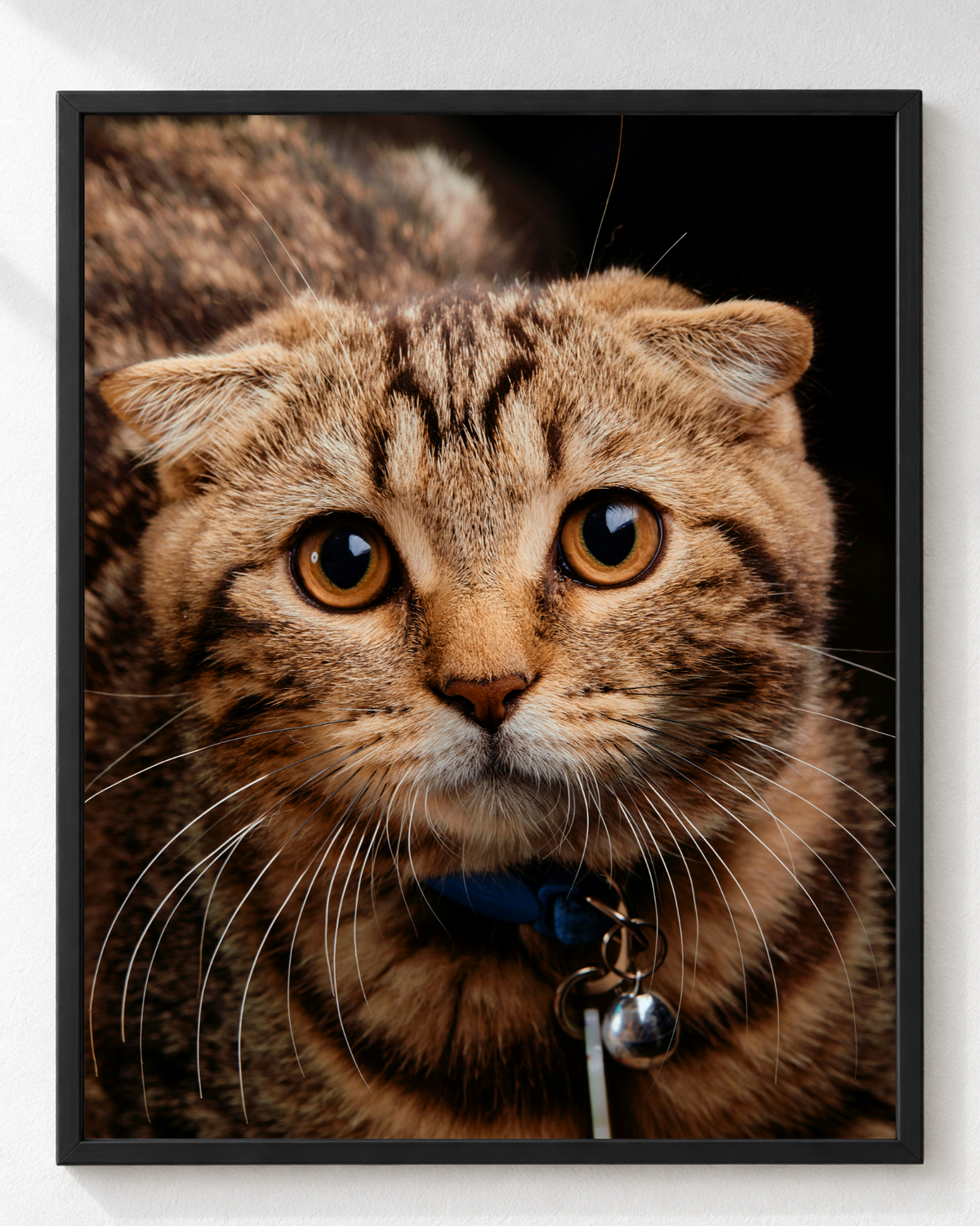 Cuadro de Gato de Orejas Dobladas (Scottish Fold)