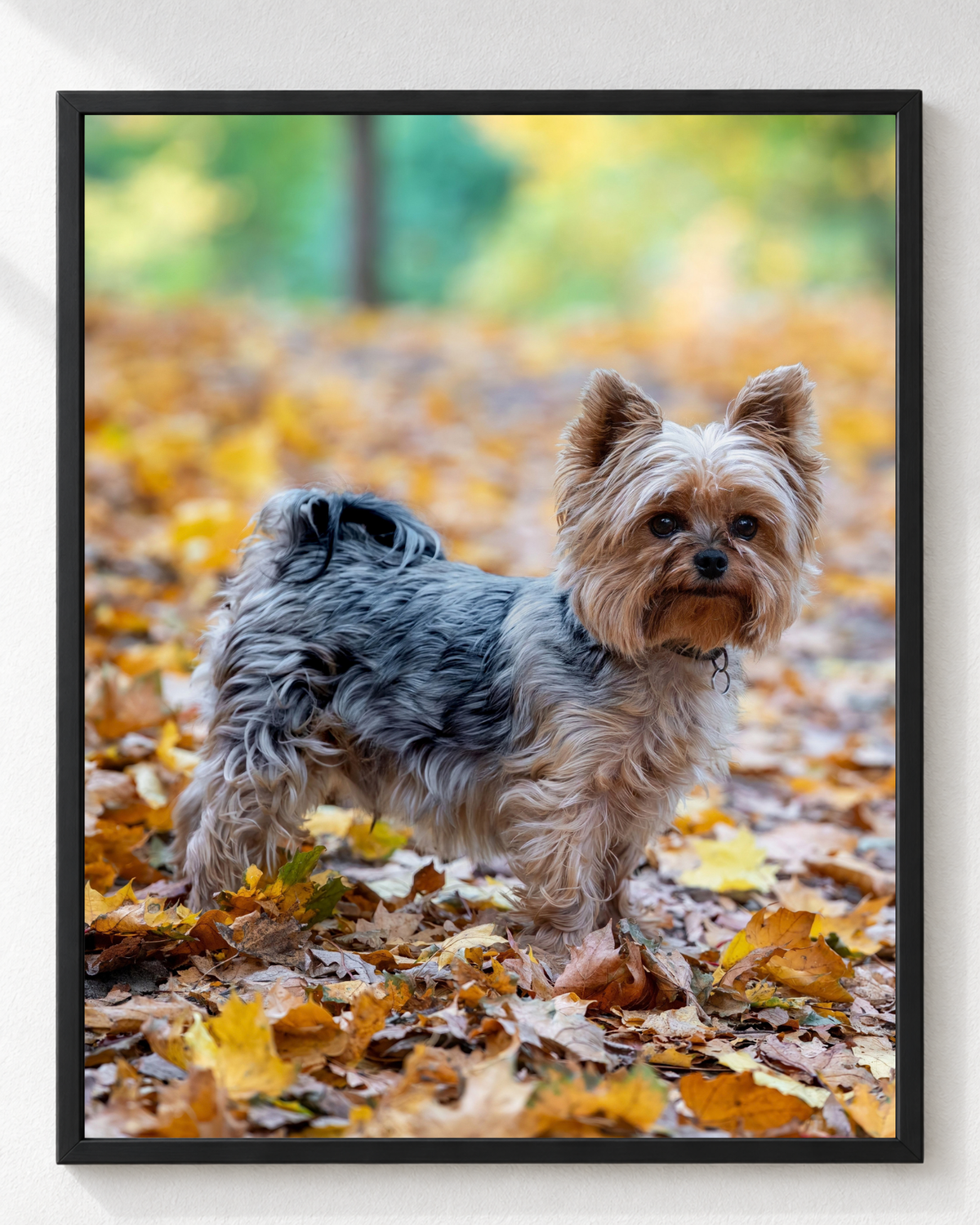 Cuadro de Perro Yorkshire Terrier