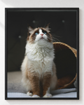Cuadro de Gato Ragdoll