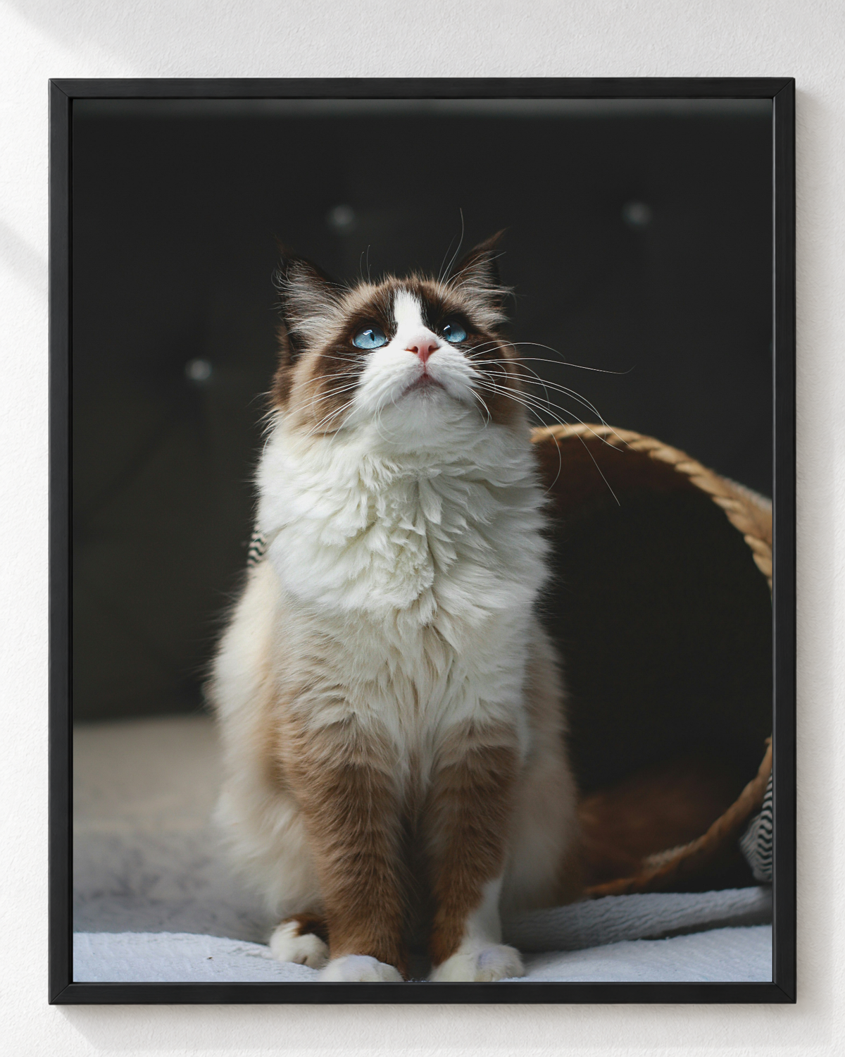 Cuadro de Gato Ragdoll