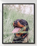 Cuadro de Perro Rottweiler