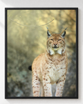 Cuadro de Lince Euroasiático