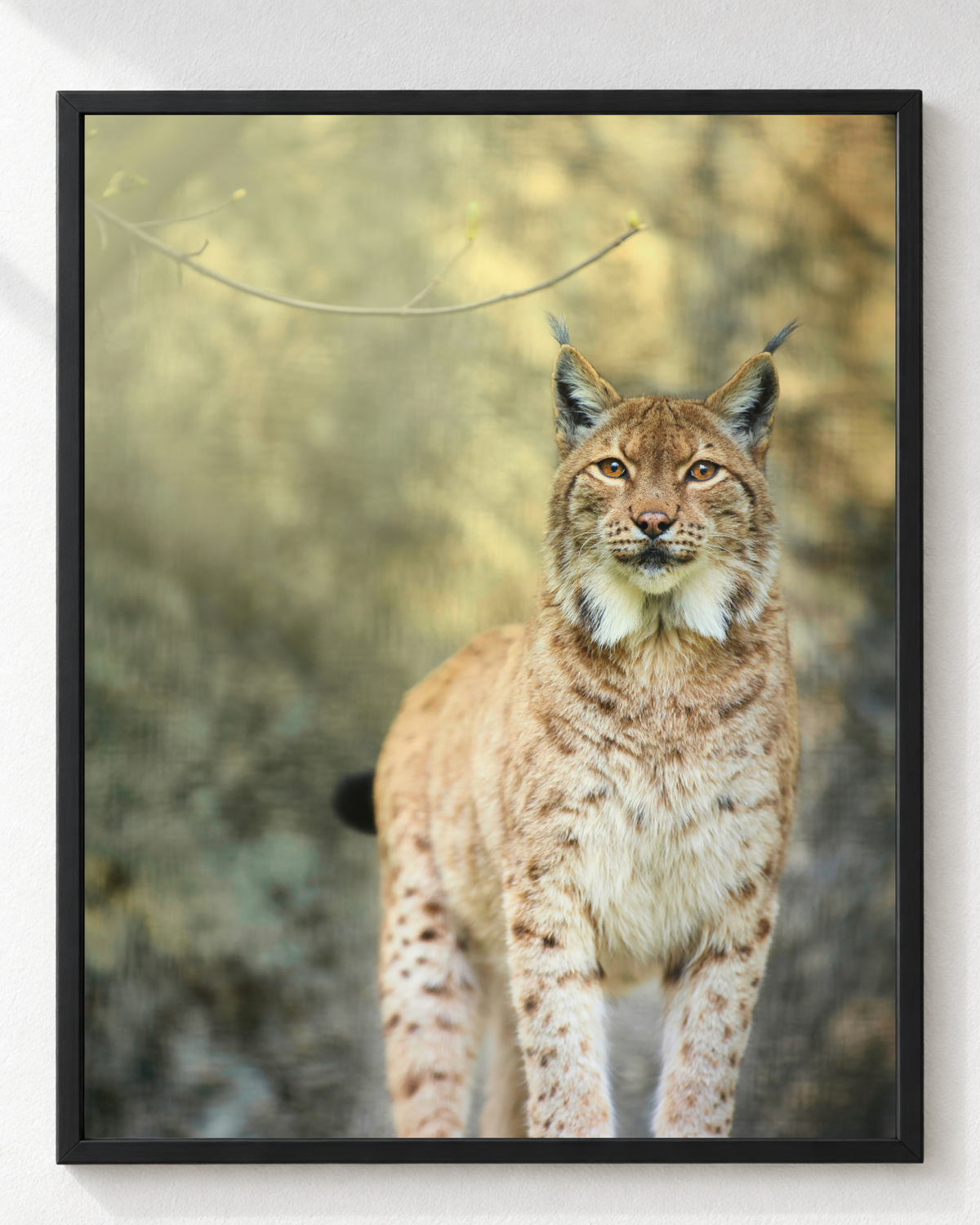 Cuadro de Lince Euroasiático