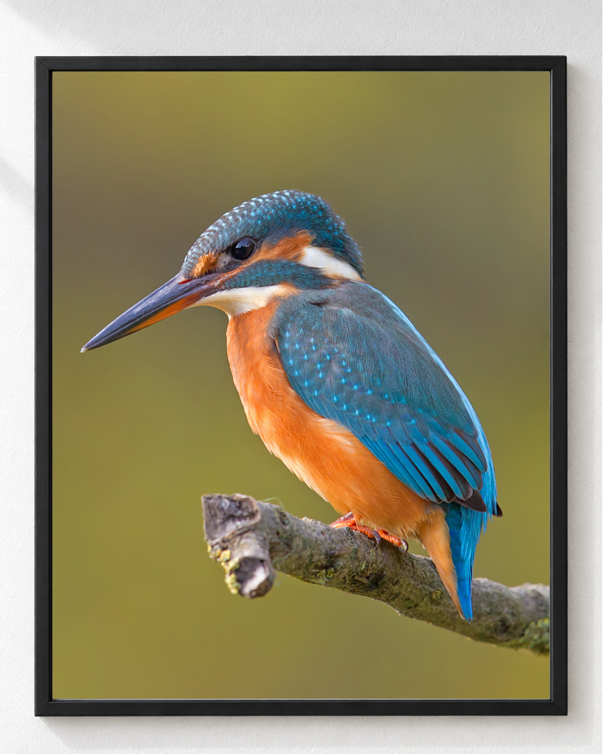 Cuadro Martín Pescador Azul y Naranja