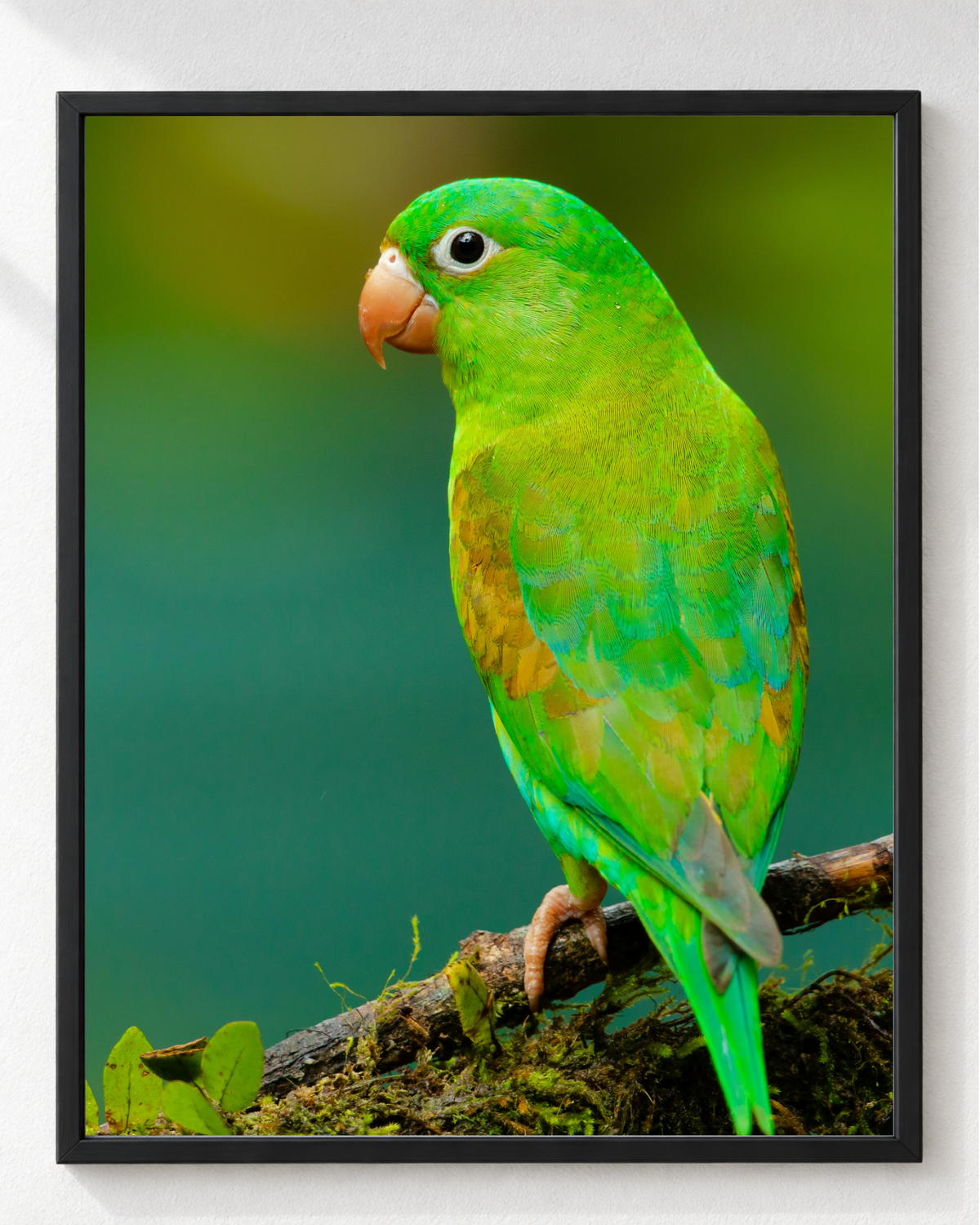 Cuadro Perico Verde en Rama con Musgo